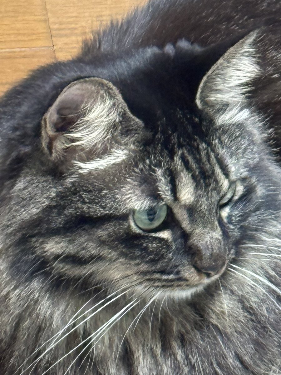 mi0_memo's tweet photo. 拡散希望お願いします
親戚の家の猫なのですが、地震の時は怯えて丸まってたそうなのですが目を離した隙に自分で網戸をこじ開けて逃げてしまったみたいです。
野良出身だからある程度は大丈夫だと思うけどもし見つけたら私宛に連絡をお願いします。熊本市西区二本木付近です。
 #熊本地震 https://t.co/cXCdVW4rTB