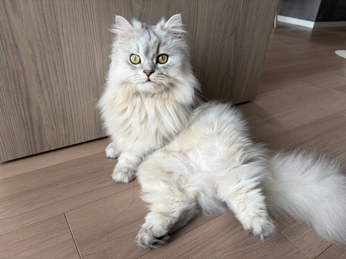 okoge_1003's tweet photo. モデルポーズ✨️ #ミヌエット #猫のいる暮らし https://t.co/7T5xwWcpDx