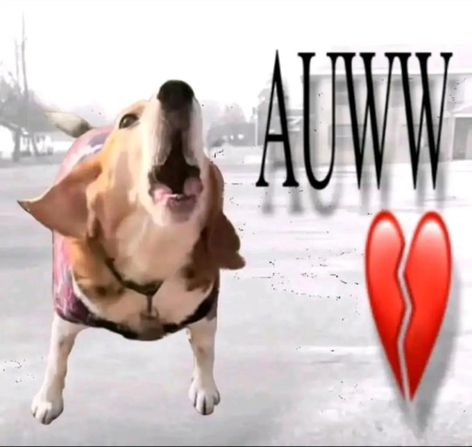 cyberaurix's tweet photo. LMAO how has this not bonded? It's literally a Gem.
Jojo is a dog who's consistently viral for getting rage baited all the time. People are making memes of his reactions getting rage baited nonstop.
The ragebait victim $JOJO 

https://t.co/SlkwzNC1KJ https://t.co/OKpLY2czQK