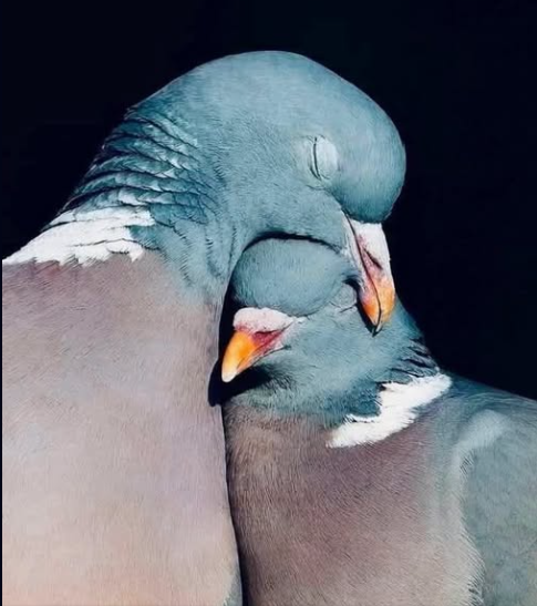 RGWritesFantasy's tweet photo. Please leave water out for pigeons and all birds and wildlife during this heatwave.

And don't forget a shallow bowl filled with water and pebbles for mini beasts

They need us 

#LoveBirds #LoveWildlife #CareForWildlife #CareForThePlant https://t.co/p1B5sIlARA