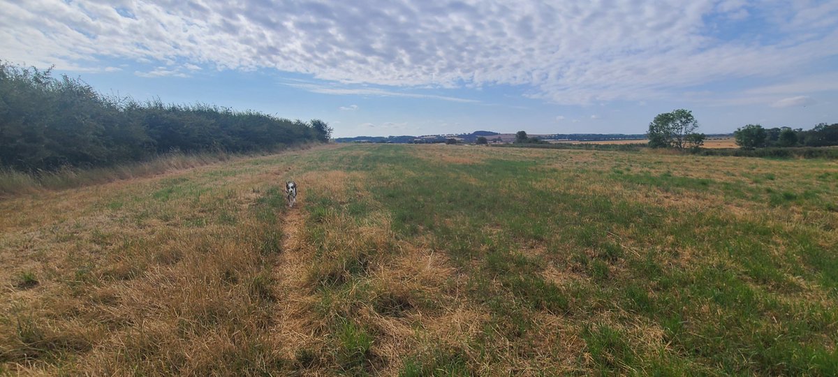 MarkLastMiner's tweet photo. Loveley walk around Clayworth this morning.
Jax loves big open spaces to stretch her legs
Only on official paths, mind you and no livestock today
3 pictures, can you spot Jax in 2 out of the 3?
🐕🐕🤣🤣🤠🤠
#MakeEveryDayCount https://t.co/cjGUT4BNm9