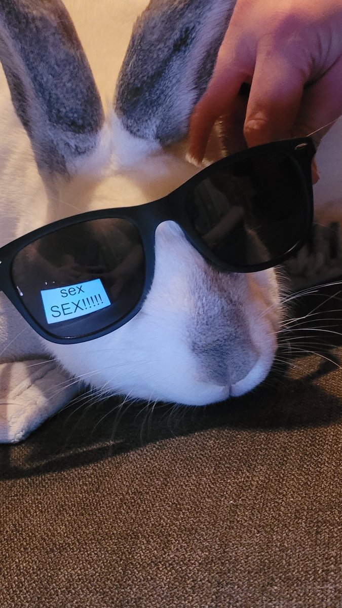 Why you should have a rabbit tweet media