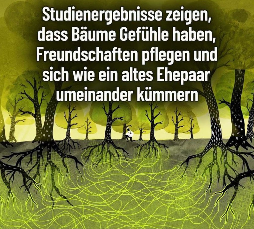 Tom_de_Belfore's tweet photo. Bäume spüren Schmerz, kennen Angst und schließen Freundschaften. Manche pflegen sich wie ein altes Ehepaar, eins wartet auf das andere.
Forscher der Universität Aarhus maßen etwas noch Erstaunlicheres: Nachts senken Bäume ihre Äste um bis zu 10 Zentimeter, fast wie ein Herzschlag https://t.co/nRStViwxTV