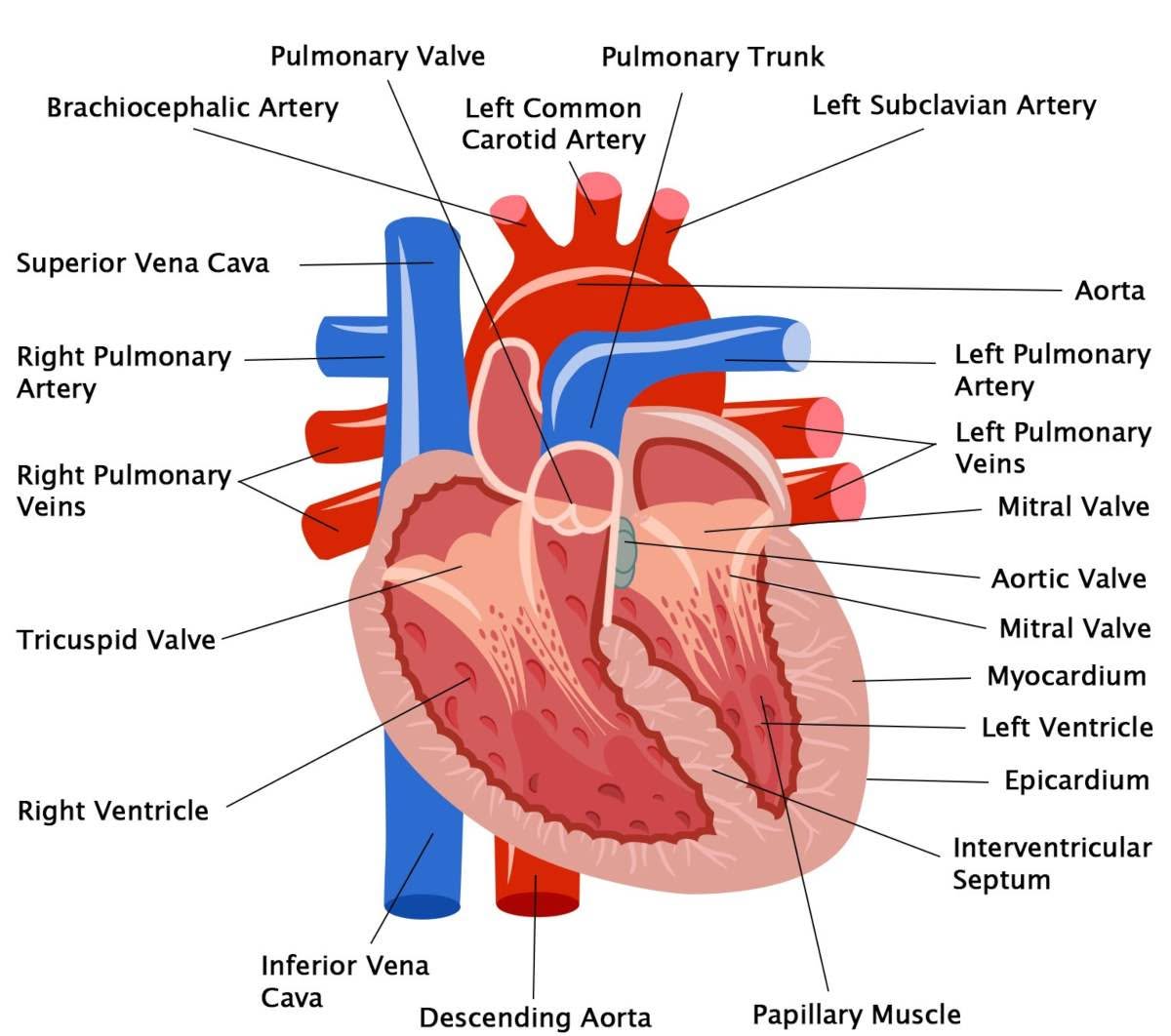 evkmusic's tweet photo. Dalle statistiche risulta che chi prende medicine contro l'infarto è mediamente più soggetto a infarto. Ora aspettiamo lo specialista "fuori dal coro" che ci spieghi che le medicine contro l'infarto causano l'infarto. https://t.co/zIJ9veY8BH