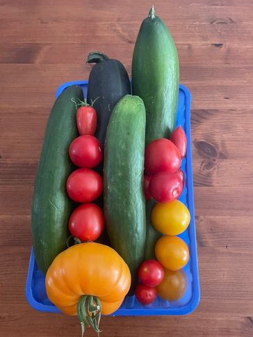 nemesis_nice's tweet photo. Tägliches Erntekörbchen. Besonders die Schlangengurken sind explodiert. Nachdem nun Familie, Nachbarn und Freunde versorgt sind gebe ich sie durch den Entsafter und trinke Gurkensaft.
Die Wassermelonen sind ebenfalls üppigst und teils erntereif. https://t.co/y9XmrjsHtr