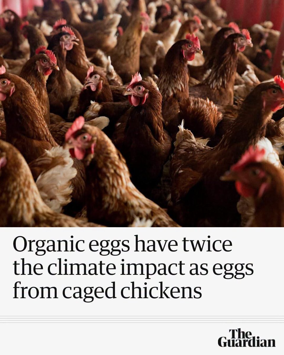 JamesMelville's tweet photo. Let’s blame the chickens and their organic eggs for climate change. FFS. 🥚🤡🌍 https://t.co/q9djRvYYTa