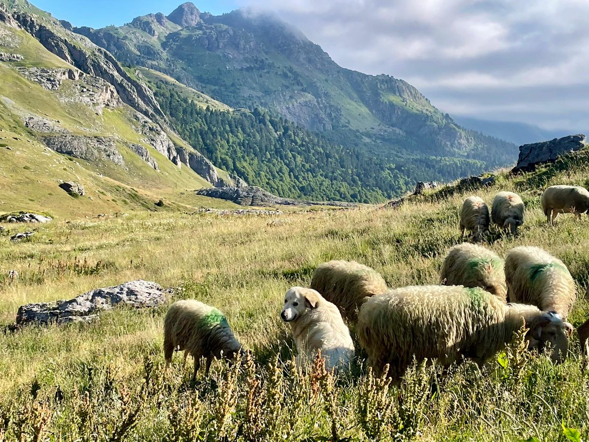 Préfet des Pyrénées-Atlantiques tweet media