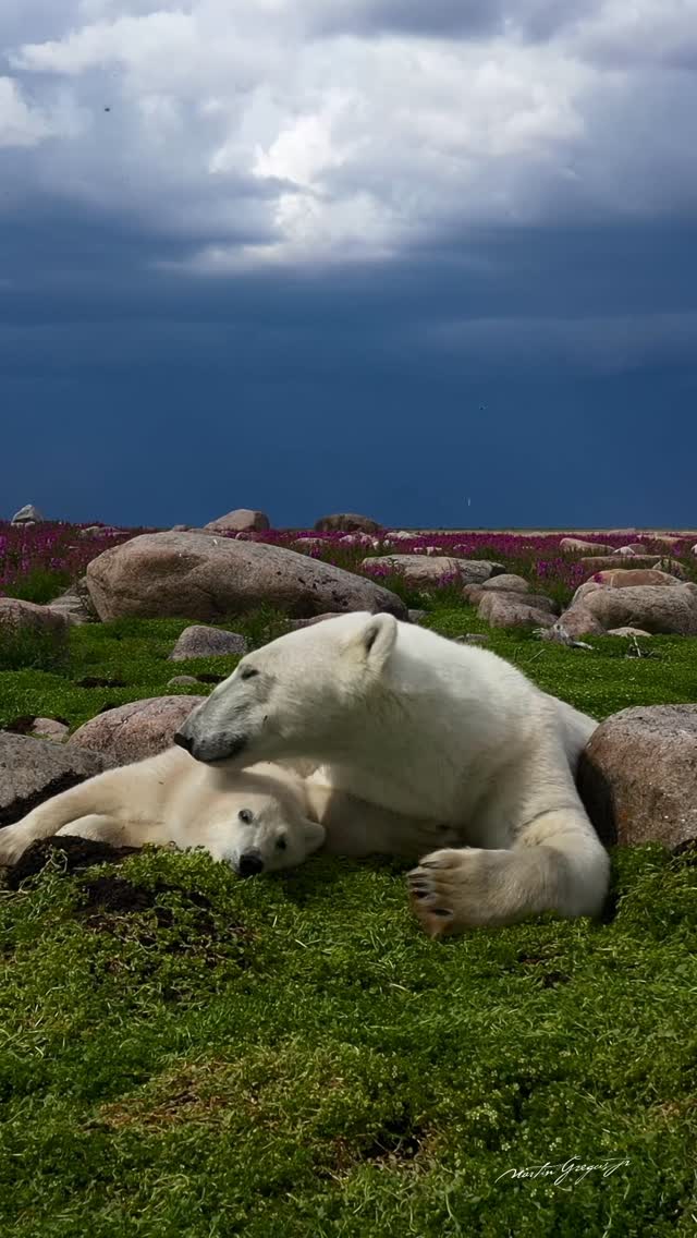 mywildliverpom's tweet photo. https://t.co/ev9h4KDNaq