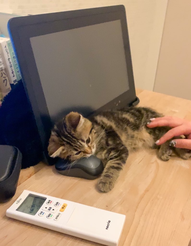cat_anko3's tweet photo. この投稿のリプ欄にネコハラ写真(動画)を貼って、みんなで熊本にいやしを届けませんか٩(ˊ࿀ˋ⋆)و https://t.co/FxEC3hfC7p
