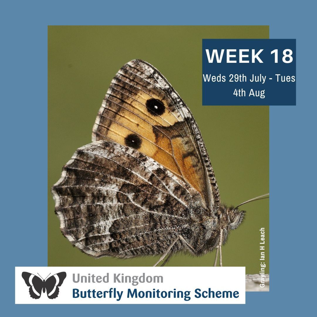 UKBMSLive's tweet photo. It's week 18! 

Keeping your data entry up to date is crucial for swift analysis at the season's end. 
Take a moment to review and enter your data. 

There's a helpful video to guide you: https://t.co/eXatCRuvFv https://t.co/DcrwJVaP8h