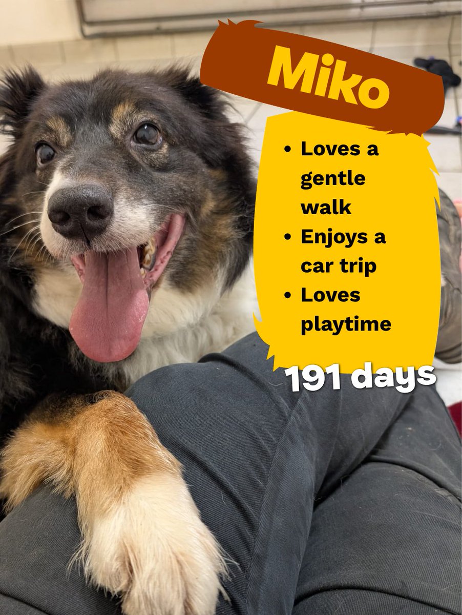 DT_Kenilworth's tweet photo. Did you know an underdog is a dog that has been in our care for 6 months or more? πΆ
Sometimes they may need additional training support, medical support or are simply overlooked. ππ‘
#RescueDogs #Adopt #Rehome #INeedAHome #Rescue #Underdogs https://t.co/Usx0CZvbql