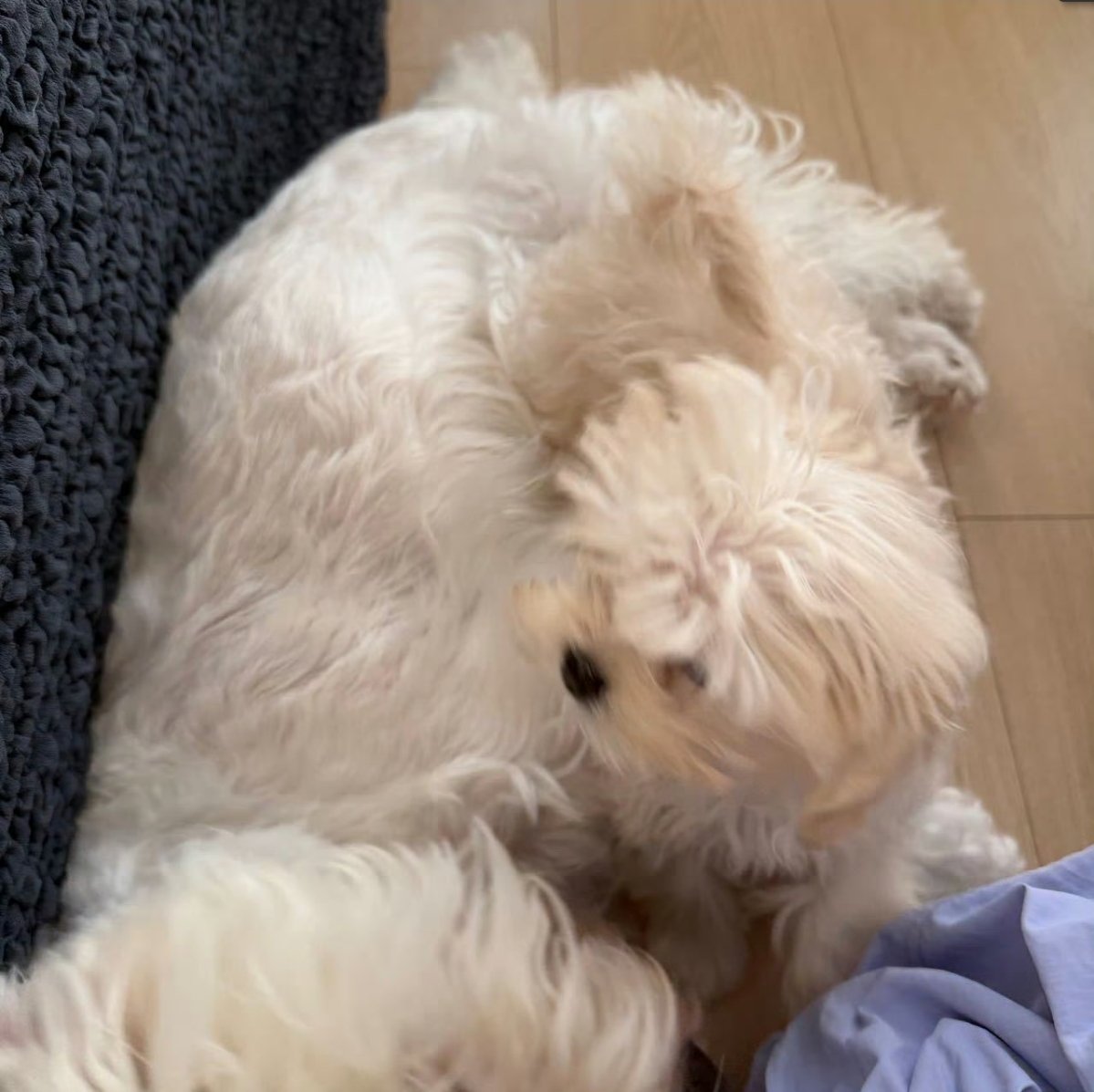 cherryxiaoyiii_'s tweet photo. The little baby girl, new member of the yizhou's family has arrived in Shanghai~ her name is Moli🥹 hehe she's not in the same 'Bu' family name like budiu and budai 😂

茉莉 (Jasmine) 🟰 莫离 (Never Leave)  🟰 Moli

🌧: Daidai has become a mom too https://t.co/1Vp3UMl5cU
