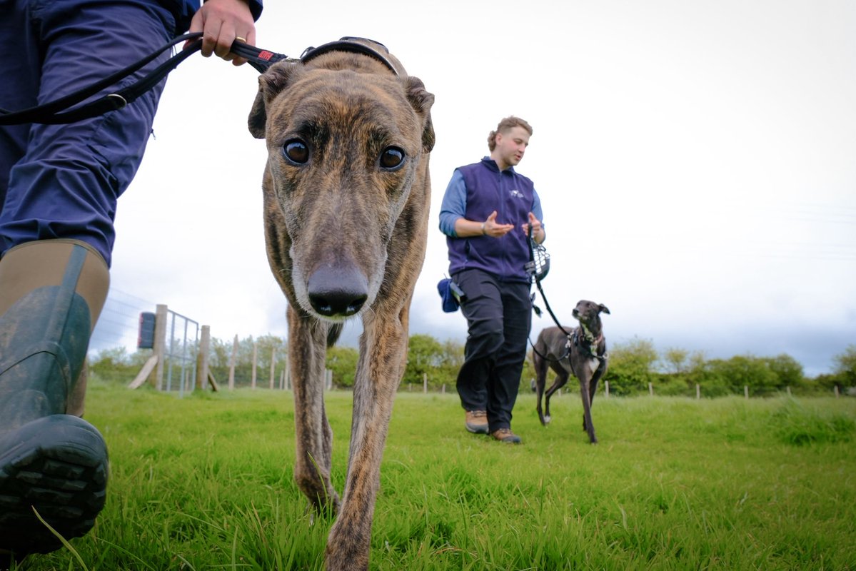Forever Hounds Trust tweet media