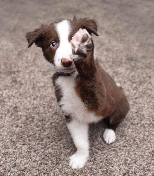 TweeetsOfDogs tweet picture