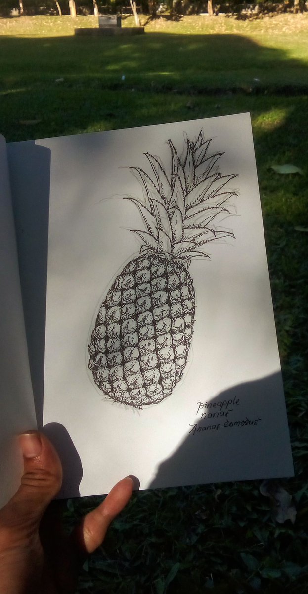 pergijauhkealam's tweet photo. Nggambar nanas. Tanduran favoritnya Kak @tuxquoise 🍍

Di Wisdom Park UGM. https://t.co/HgEuJKqYay