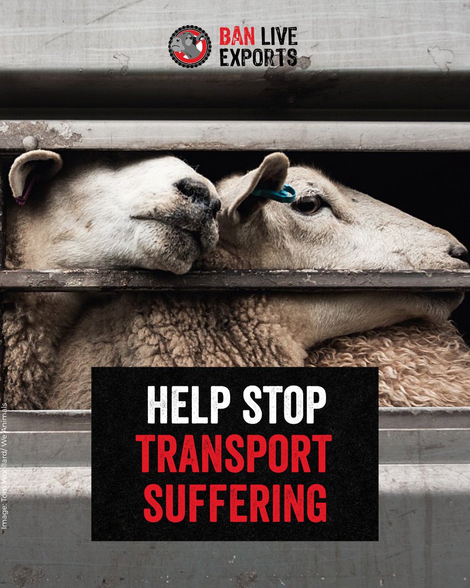 CIWF_EU's tweet photo. Transported in temperatures as high as 50°C.

Sent on journeys that can last for weeks.

Forced to travel when very young.

Enough is enough! Sign the open letter calling on MEPs to #StopTransportSuffering 👉 https://t.co/DQI4Yelb8A https://t.co/zHqSdPySRu