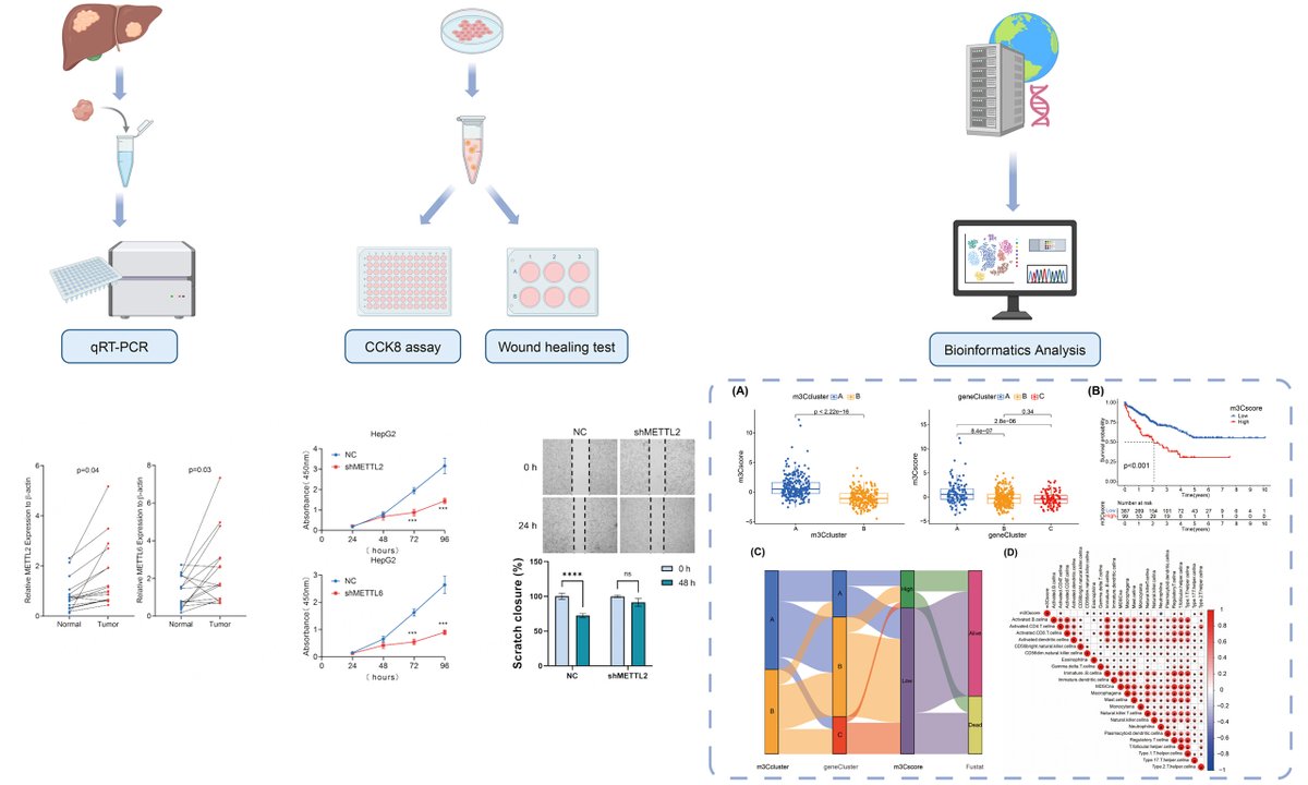 OAE_JCMT's tweet photo. Bioinformatics analysis and experimental validation of m3C RNA methylation regulators in hepatocellular carcinoma: expression, function, and prognostic value

DOI: https://t.co/1hXsaesx2a

#HepatocellularCarcinoma #RNAmodification #CancerResearch #JCMT https://t.co/Kd56L1xn4E