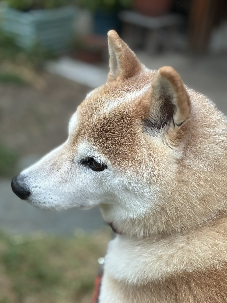 inu_10kg's tweet photo. 犬大切すぎて涙出てきた https://t.co/TPo60Q8r2i