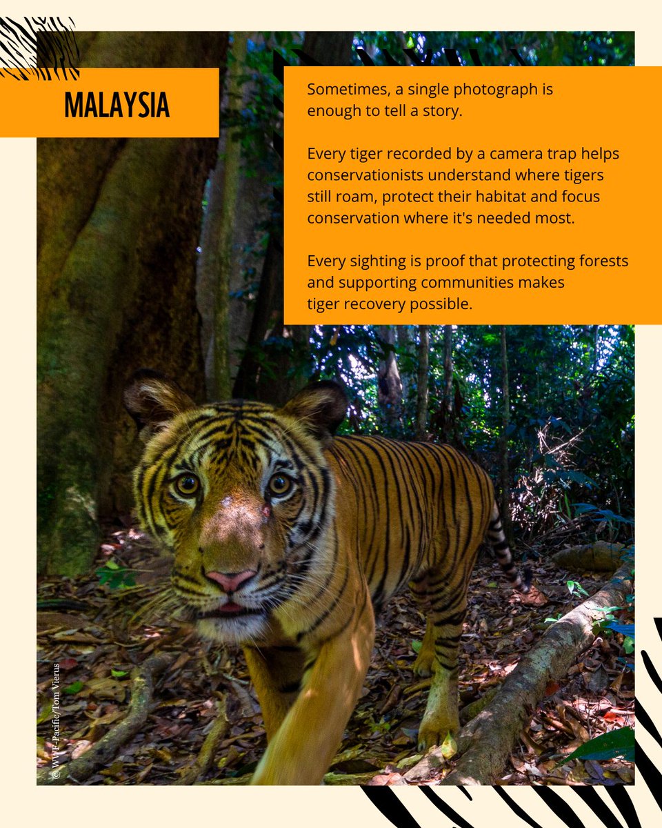 WWF's tweet photo. Every camera trap image tells a bigger story.

Behind every sighting are communities protecting forests, rangers on patrol, scientists tracking recovery and governments investing in conservation. These aren't just photos of tigers. They're proof that long-term conservation works.

Reshare this and join us in celebrating every tiger spotted, every forest protected, and every community helping make tiger recovery possible 🐯 #GlobalTigerDay