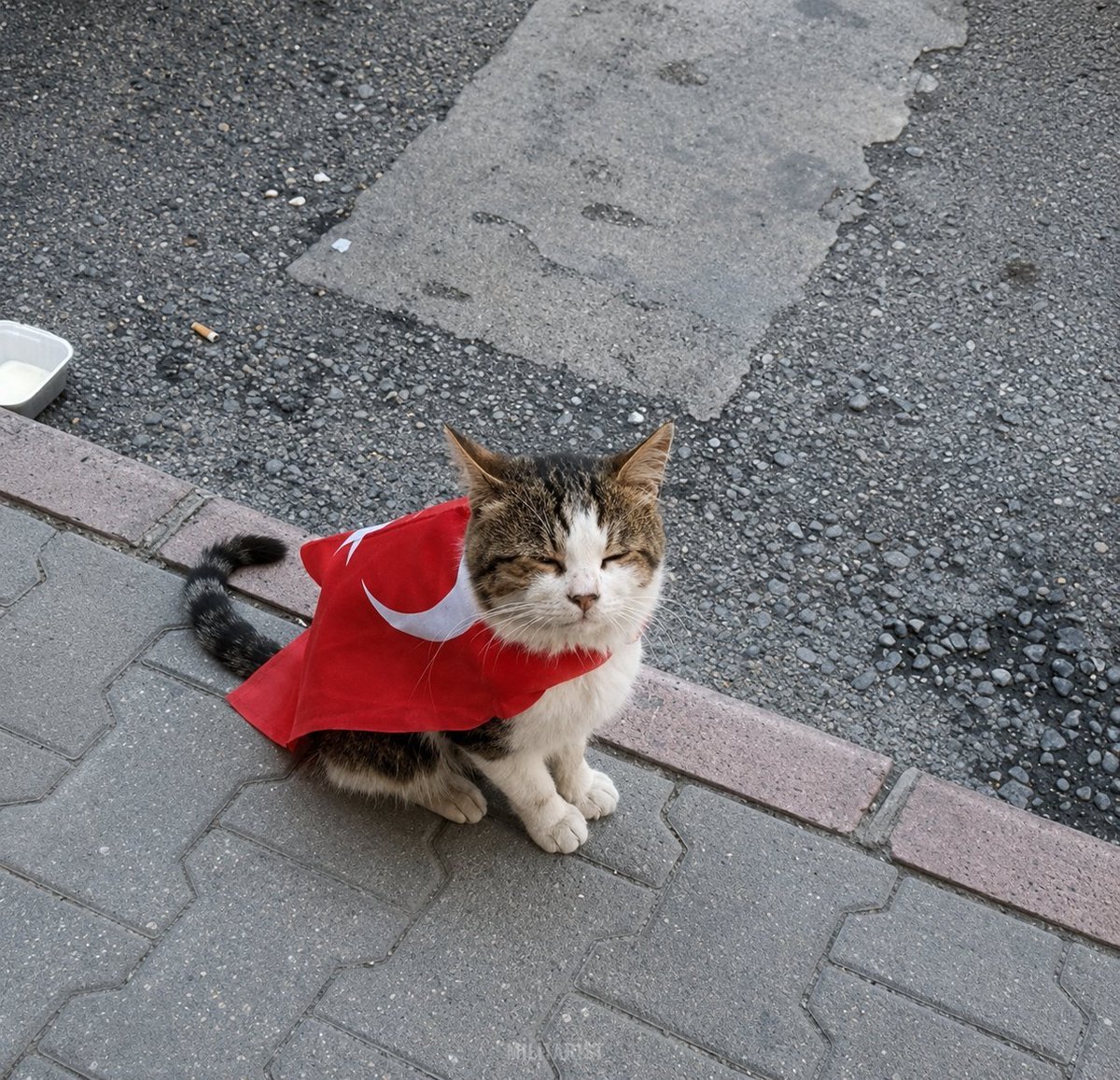 ohisileyasamak's tweet photo. Turkish cat. https://t.co/9cAH82tDKO