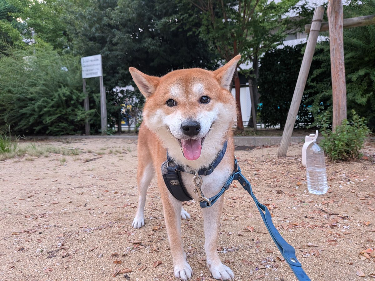 innnnnu_05's tweet photo. うんちでました✨

#柴犬
#柴犬のいる暮らし
#犬好きさんと繋がりたい https://t.co/UNppFZB0Y4
