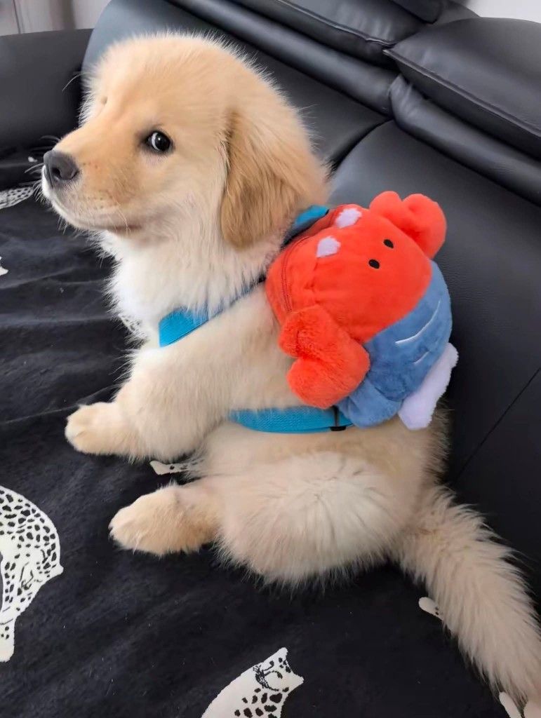 dogssaveworld's tweet photo. Crab backpack golden style 🦀🐶 https://t.co/dE4g9yEpDL