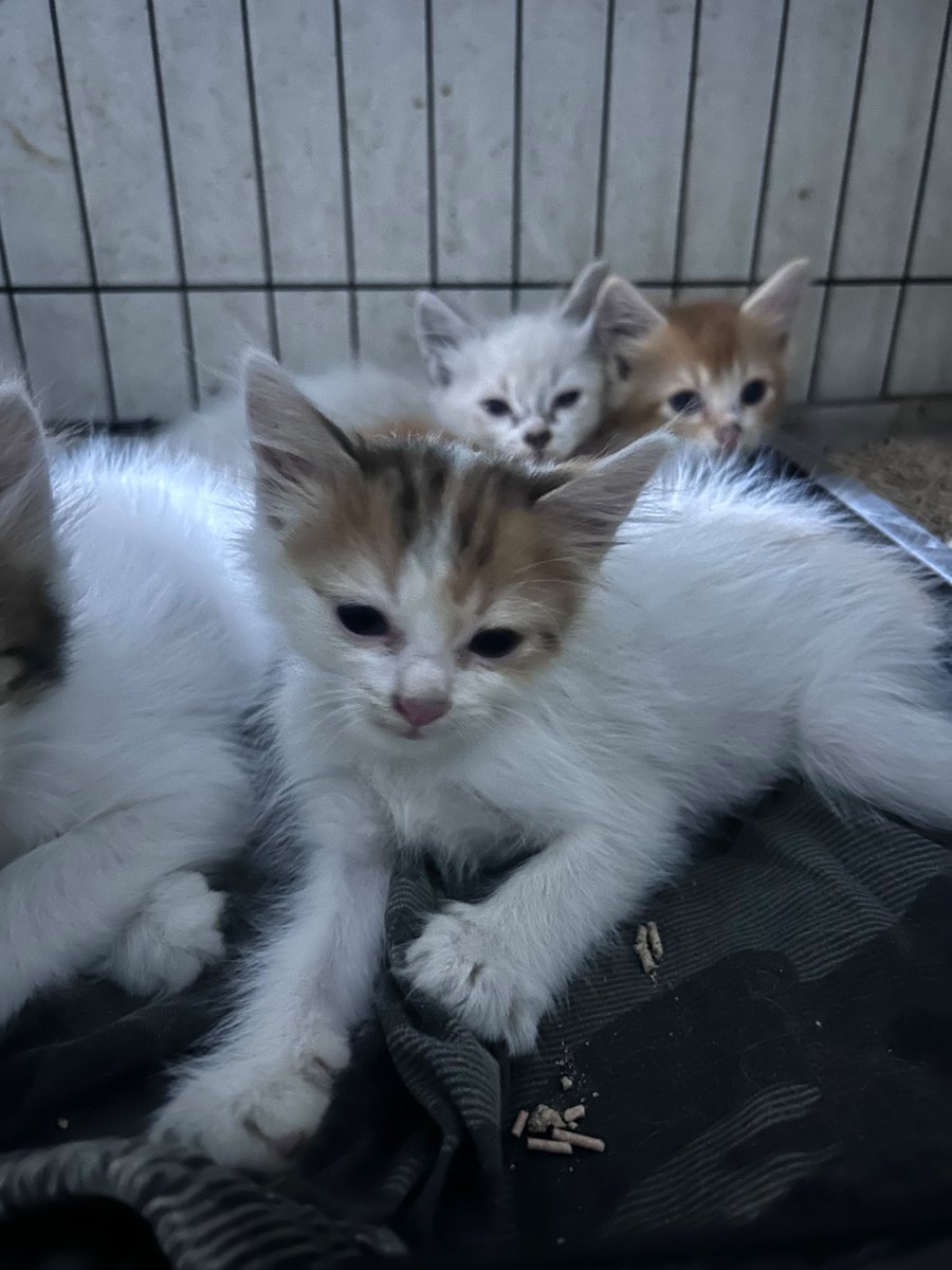 mydebfree25's tweet photo. SHARE IS VERY MUCH APPRECIATED

Aku mau open adopt anabul ku, karena udah kebanyakan &amp; induknya udah ga mau nyusuin lg

Tgl 9 bulan depan mereka udah genap 2 bulan, aku domisilinya di Bandung,

Bisa ambil sendiri ke sini atau COD (jika titik tidak terlalu jauh) https://t.co/upEfrwN5Pq