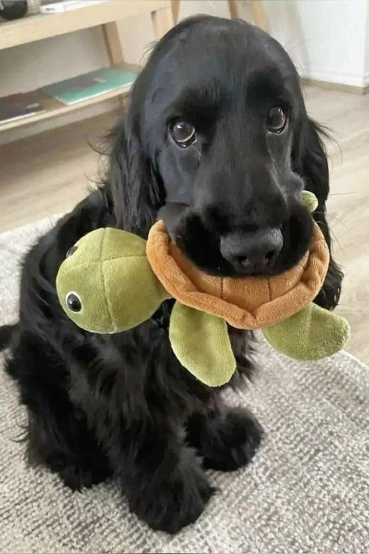 dogs so cute that could save the world tweet media