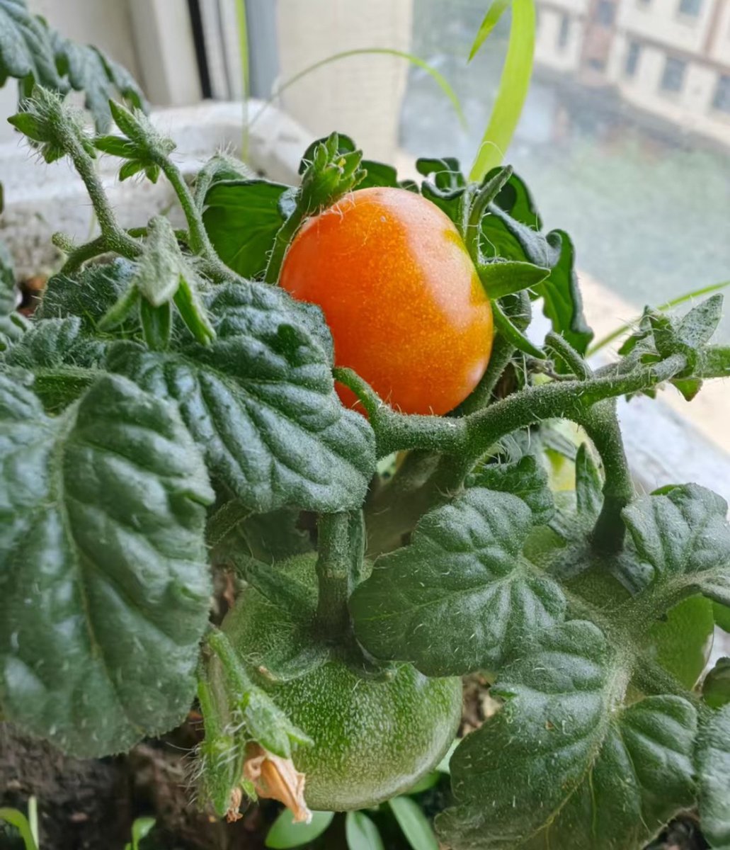 Samuel165344's tweet photo. Just tried the new organic cherry tomatoes from the local farm—sweet, juicy, no weird aftertaste! Perfect for salads or snacking. https://t.co/ZgxTTI59QW