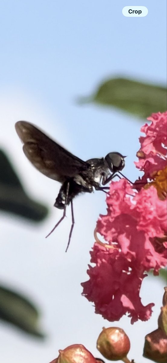 AAPFarms's tweet photo. Have you heard of Anthrax aterrimus also know as the Bee fly? Unlike filthy flies that like poop, these flies collect and feed on nectar and sometimes pollen. https://t.co/863wZMVsjW