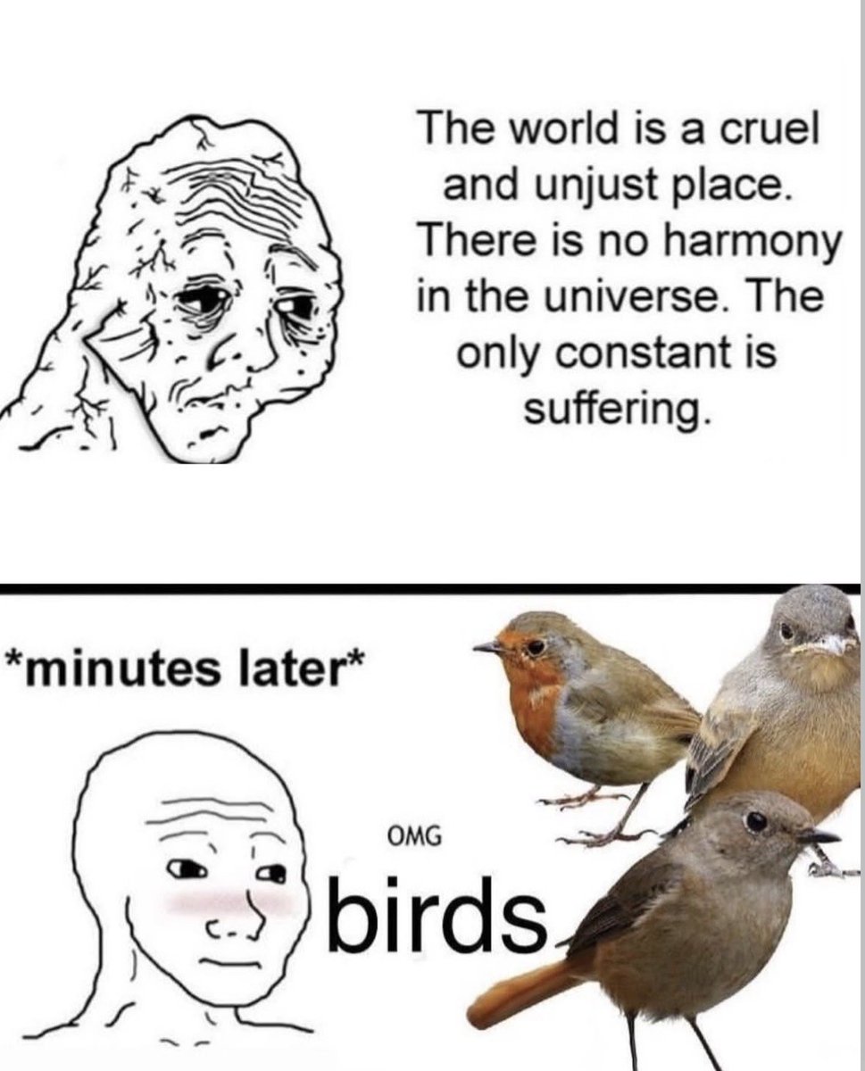 sparrowincrisis tweet picture