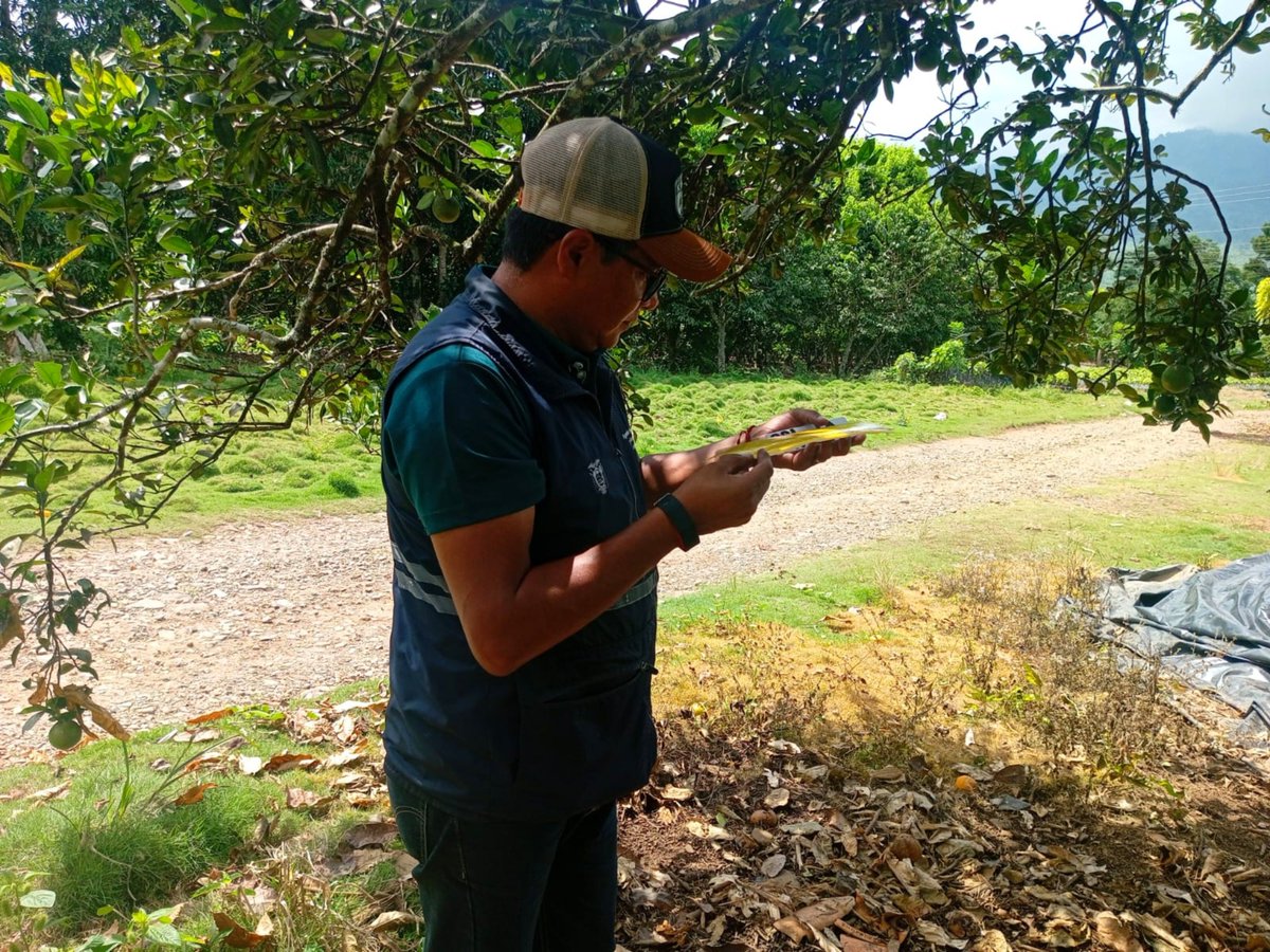 AgrocalidadZ5's tweet photo. #Bolívar | Realizamos el monitoreo de trampas de Diaphorina citri y vigilancia fitosanitara en cultivos cítricos en el cantón Echeandia, para mantener el estatus fitosanitario de la provincia.
#ProtegeTusCultivos https://t.co/EJnoZC02xJ