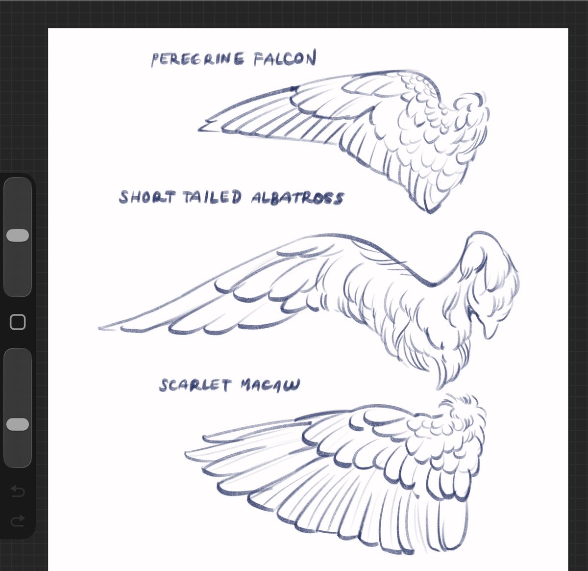 meyoco_'s tweet photo. more bird wings https://t.co/qT1bdnOxcN