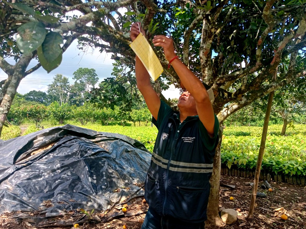 AgrocalidadZ5's tweet photo. #Bolívar | Realizamos el monitoreo de trampas de Diaphorina citri y vigilancia fitosanitara en cultivos cítricos en el cantón Echeandia, para mantener el estatus fitosanitario de la provincia.
#ProtegeTusCultivos https://t.co/EJnoZC02xJ
