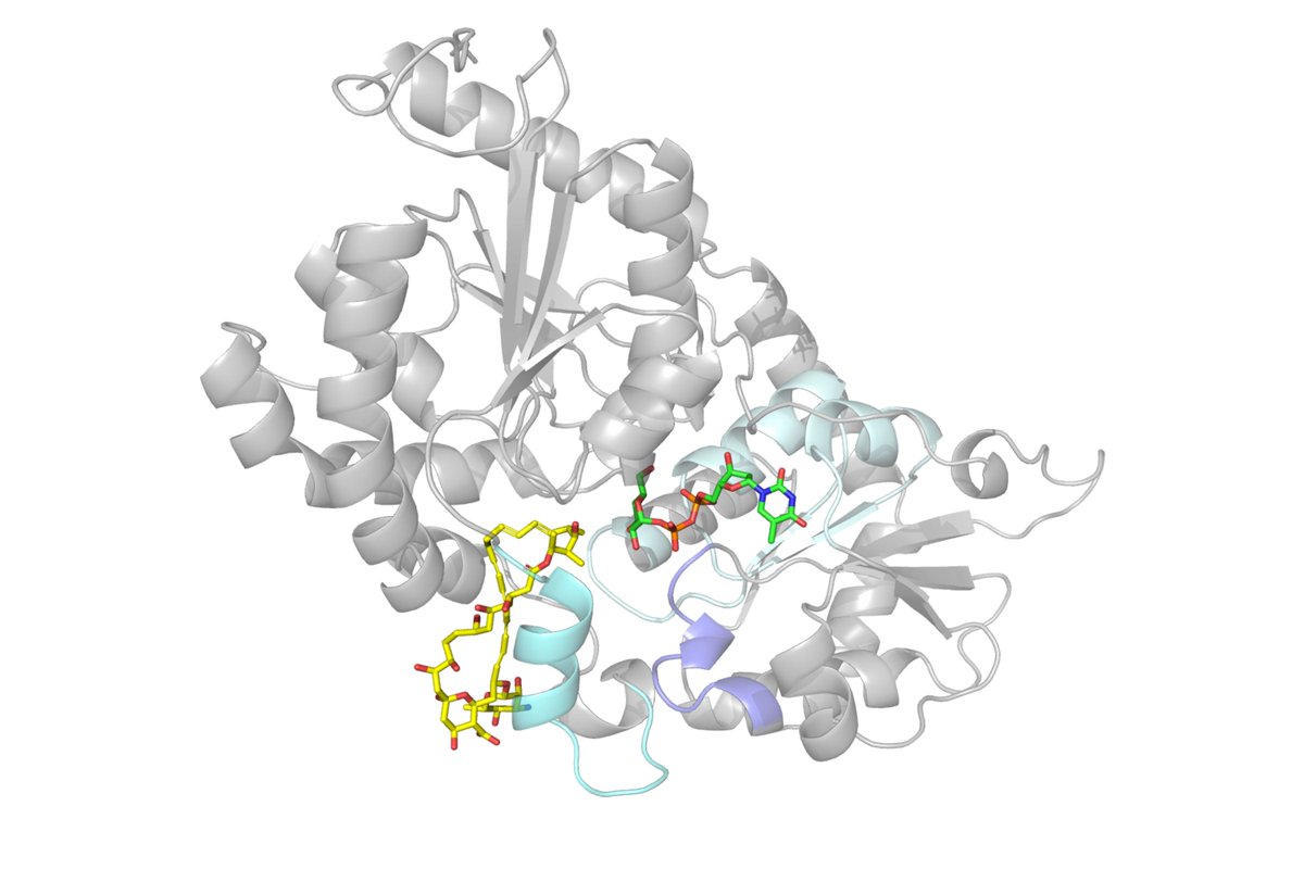 impchemistry's tweet photo. 🚨New research from the @Micklefield_Lab. The team have uncovered a new class of antifungal agents that are more effective and less toxic than existing treatments. Read the full story: https://t.co/cge9aUXfQf https://t.co/tzIPgK0kOH