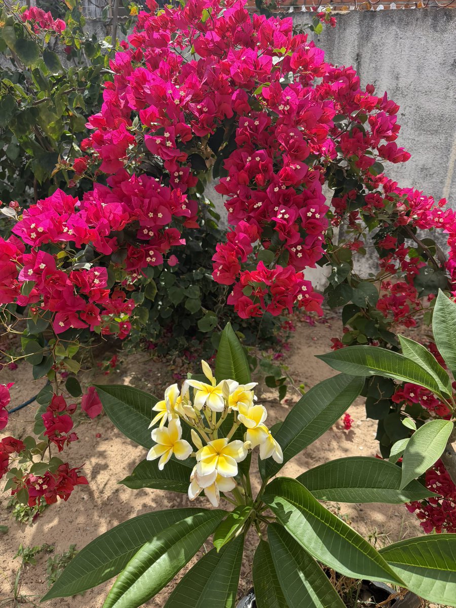 iamsereya's tweet photo. Minhas plantas estão dando flores e eu tô igual uma velha tirando foto orgulhoso delas deixaram minha casa lindinha e atrair borboletas e beija flor o dia todo https://t.co/gTUuQKyQR4