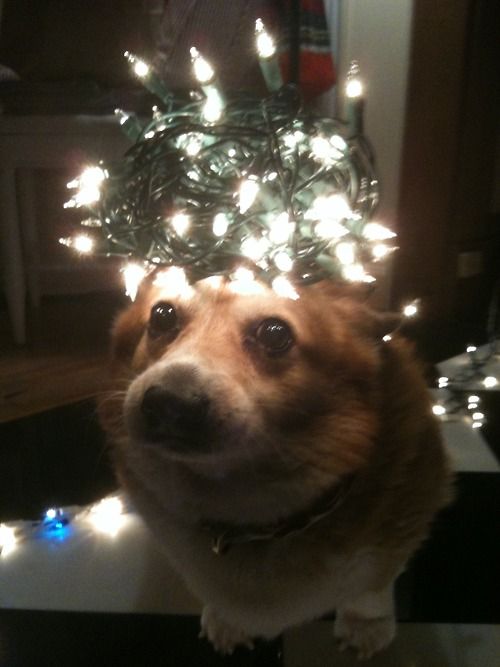 MF17child's tweet photo. this dog fondly reminds me of brock faber https://t.co/H62huKzITW