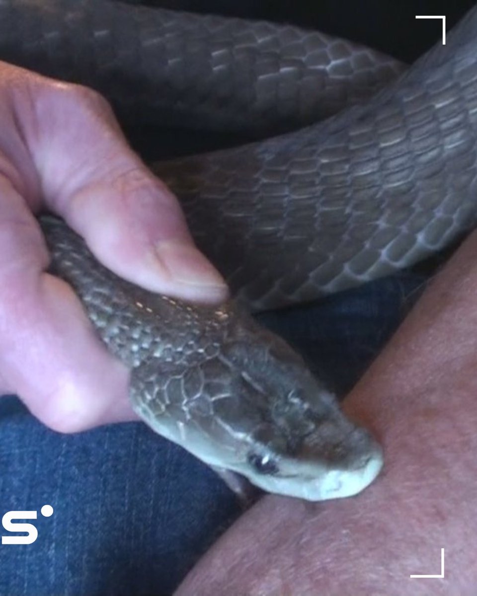 NeuralSpace_'s tweet photo. 🚨: Un Américain s’est injecté du venin de serpent plus de 800 fois pendant 20 ans (et s’est fait mordre 200 fois) pour devenir hyper-immunisé.

Son sang vient de permettre la création d’un antivenin quasi-universel qui protège contre les serpents les plus mortels. https://t.co/NzNTo8xmu9