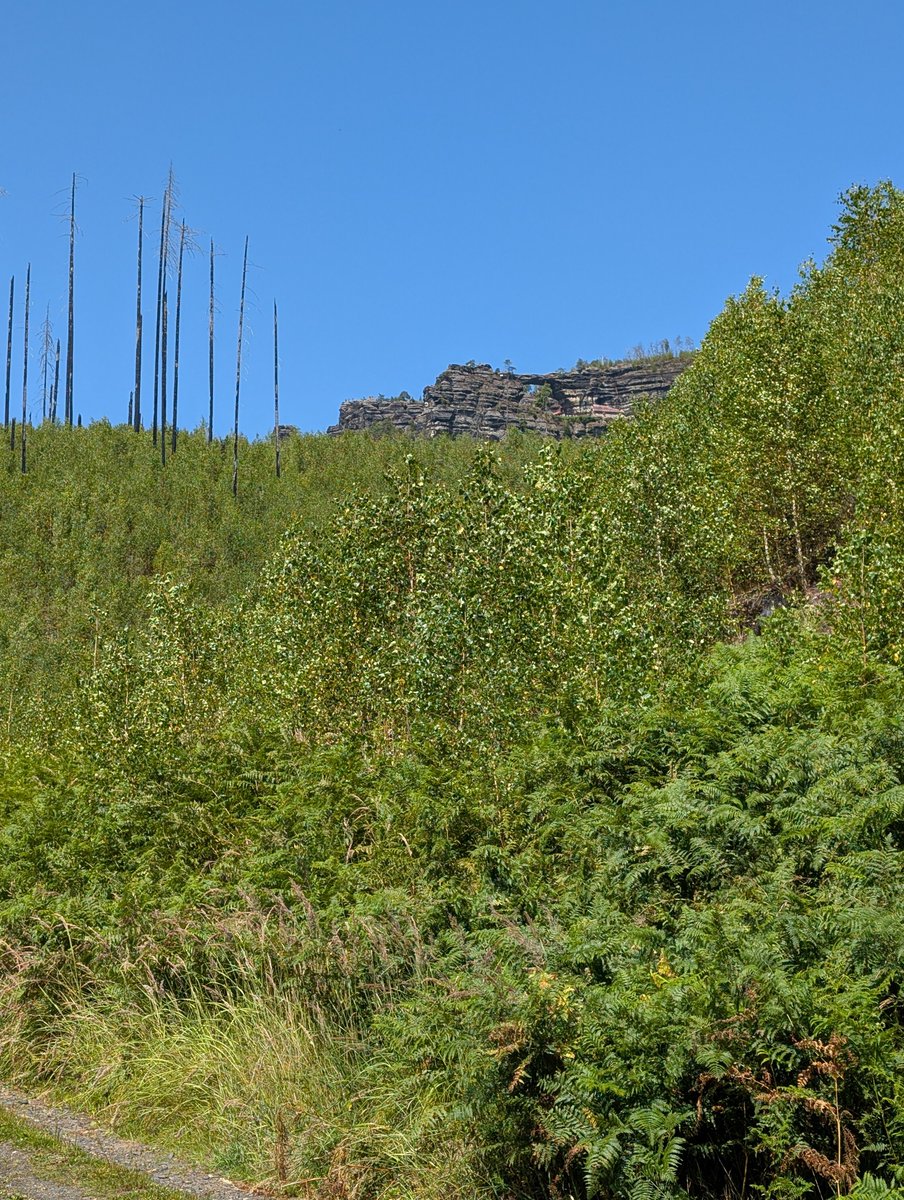 Dohnaer's tweet photo. Mit dem Rad von Schandau ins Khaatal und über Hrensko Retour. Beeindruckend wie die jungen Birken das alle Brandwunden überwachsen haben. Alles tief grün. https://t.co/7WzZ8WjEtQ
