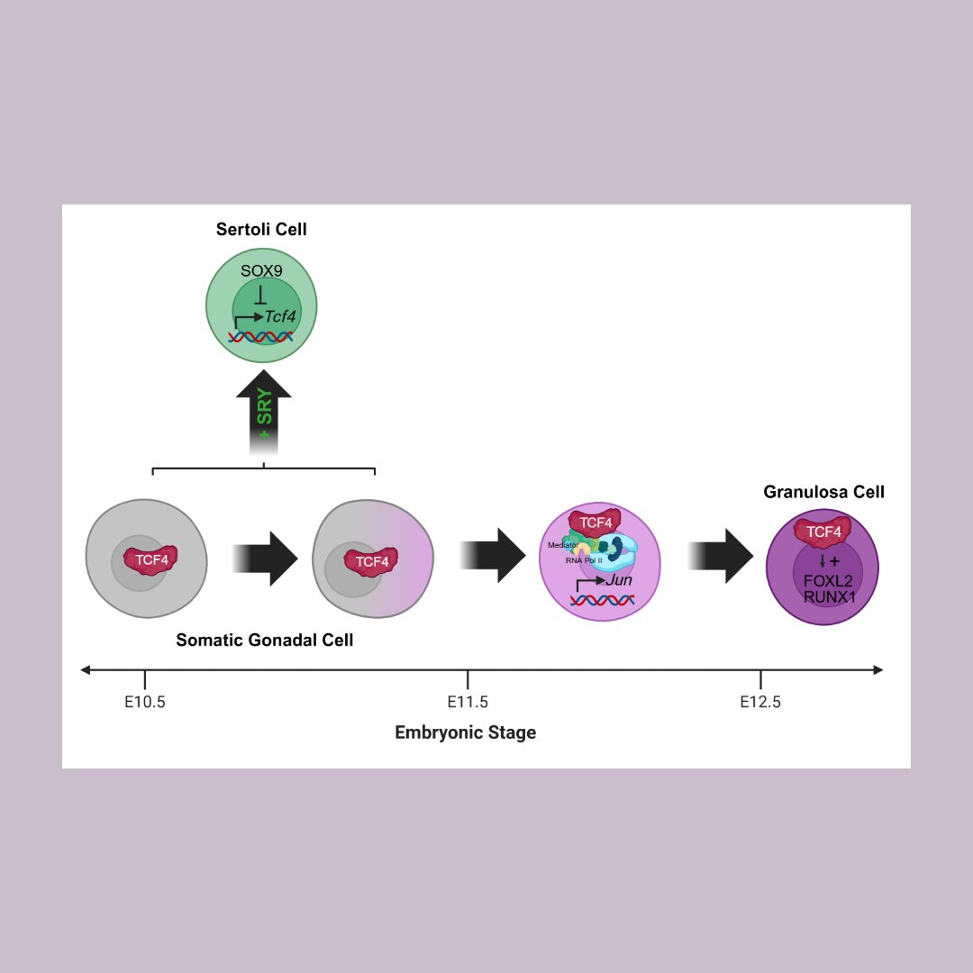Genes & Development tweet media