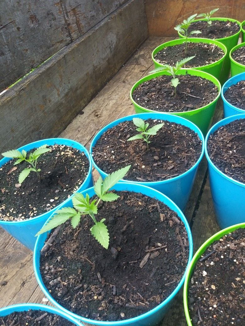 _NYVKU7's tweet photo. Watching them grow🌱 is half the therapy. The harvest is just the bonus. https://t.co/PaZCOkTqOJ