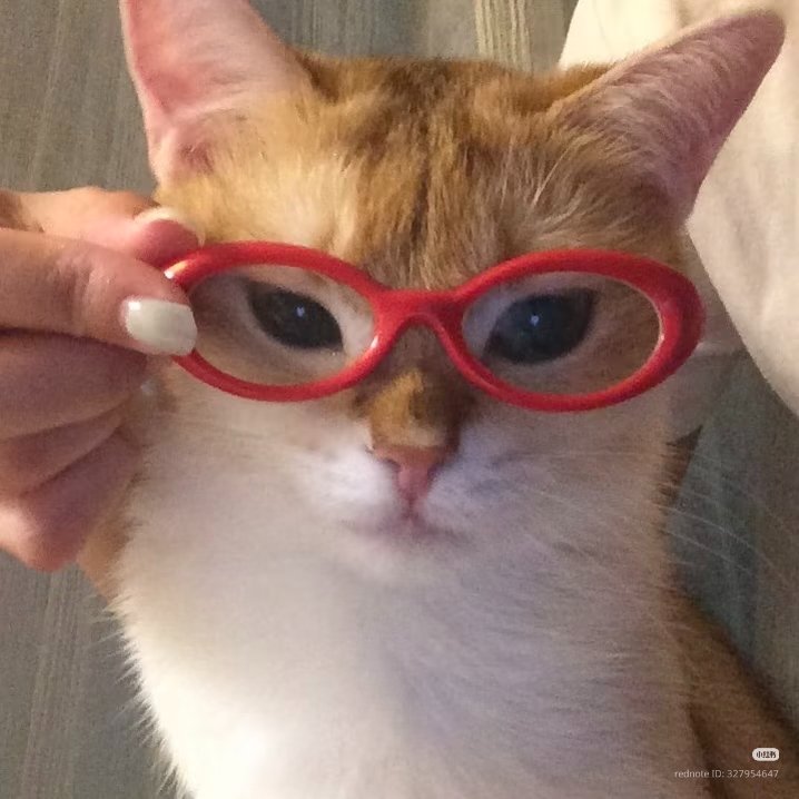 nocontextscats's tweet photo. 😉 https://t.co/i3rW2rWvwP