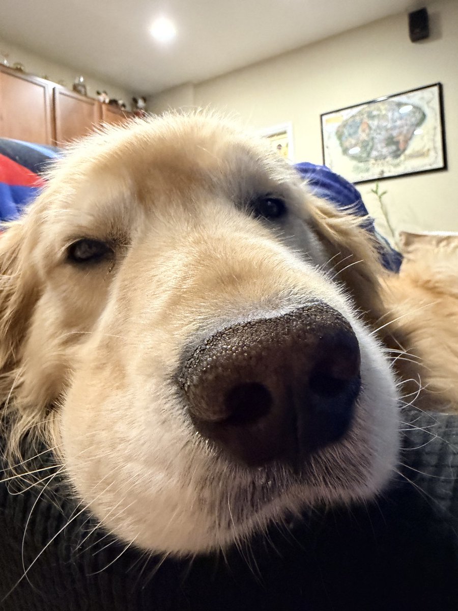 SamTheWiseSays's tweet photo. Golden Retriever Uveitis🥺 Sam had his follow up at the Dog Eye Doc &amp; he’s doing better. I’m just a little sad about his diagnosis. He’s feeling really tired today but he had a big day yesterday. We are hopeful that the non-steroid eye drops keep it from getting worse. 🙏🤞 https://t.co/sZrZGfNRlk