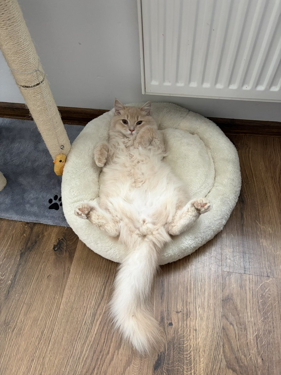 _Megiese's tweet photo. Edgar na pontonie 🐱

Pokazujcie Wasze futrzaki :3 https://t.co/haJ8593eJe