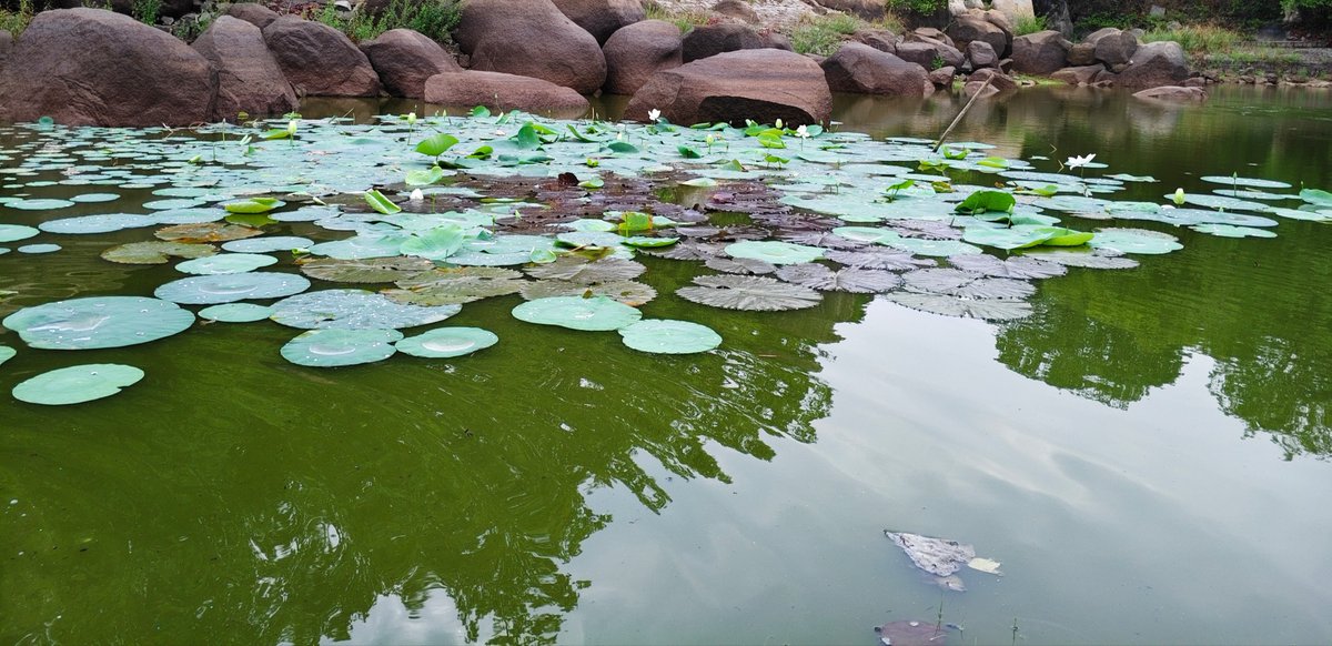 SabhS_22's tweet photo. They see only mud, but I see a lotus blooming in that mud. Bad experiences (the mud) teach us the best lessons (the lotus). https://t.co/HjmRzrL7pJ