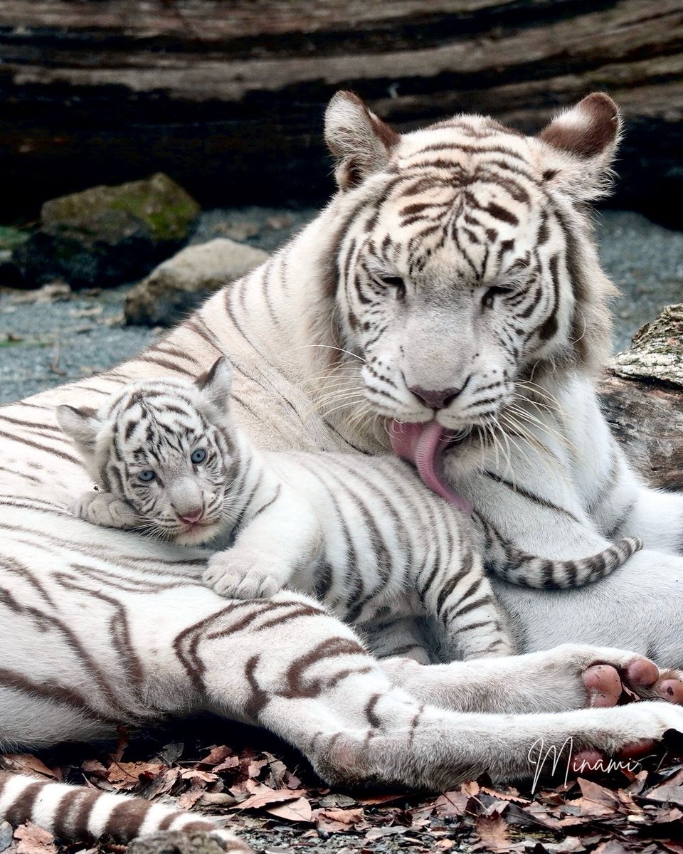 _minami1219's tweet photo. 7月29日🐅世界トラの日🐅 https://t.co/2EnhR8RD4V