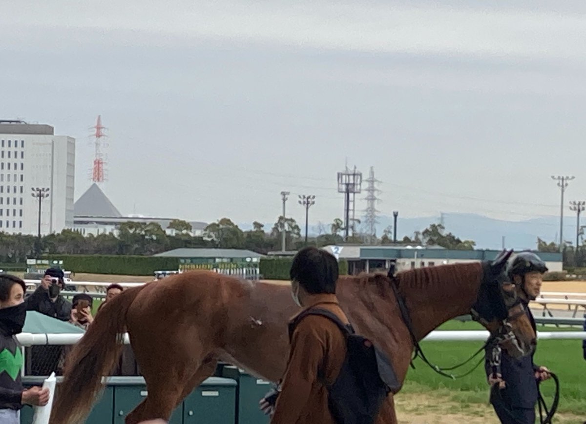 kikka_maple's tweet photo. 出資馬カミノレアルちゃん引退🥲🥲🥲
初めての目の前で勝ってくれた子でOP行けると思っていたところで無念の怪我😭😭😭
乗馬行くみたいなので飼養ぶちまけながら頑張って欲しい🥲 https://t.co/H62gcYzuHc