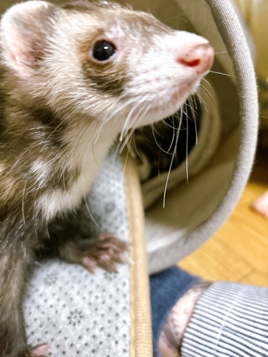 karasuouji's tweet photo. フェレットほんとにマロンはよく笑う。
癒されてください https://t.co/MR99PPy8aO