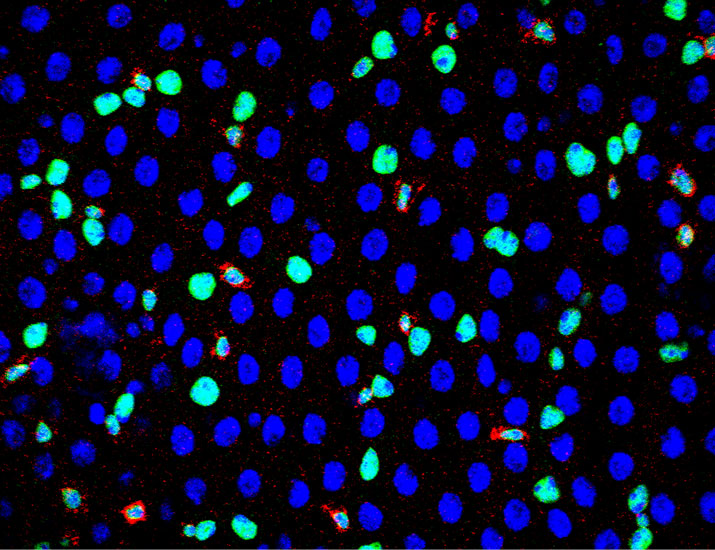 Science Signaling tweet media