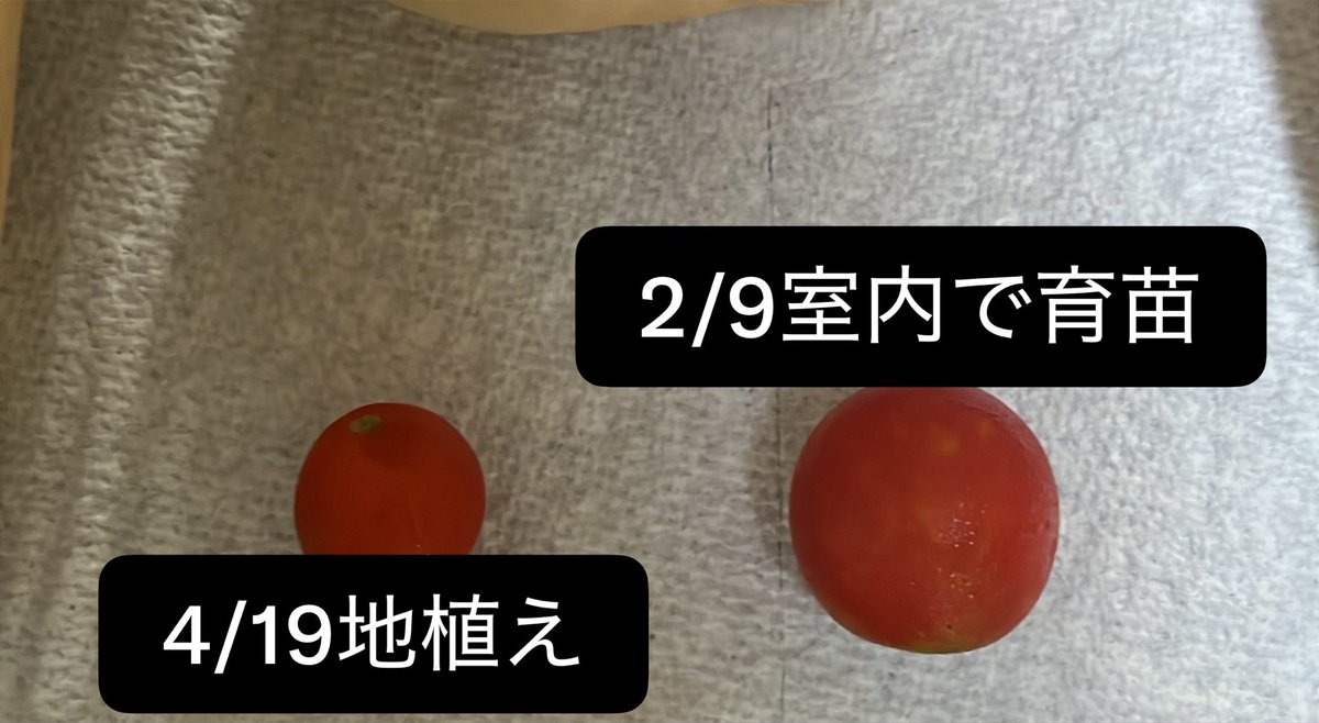 ムーミン@アメリカ移住 tweet media
